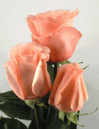 Marlisse Roses